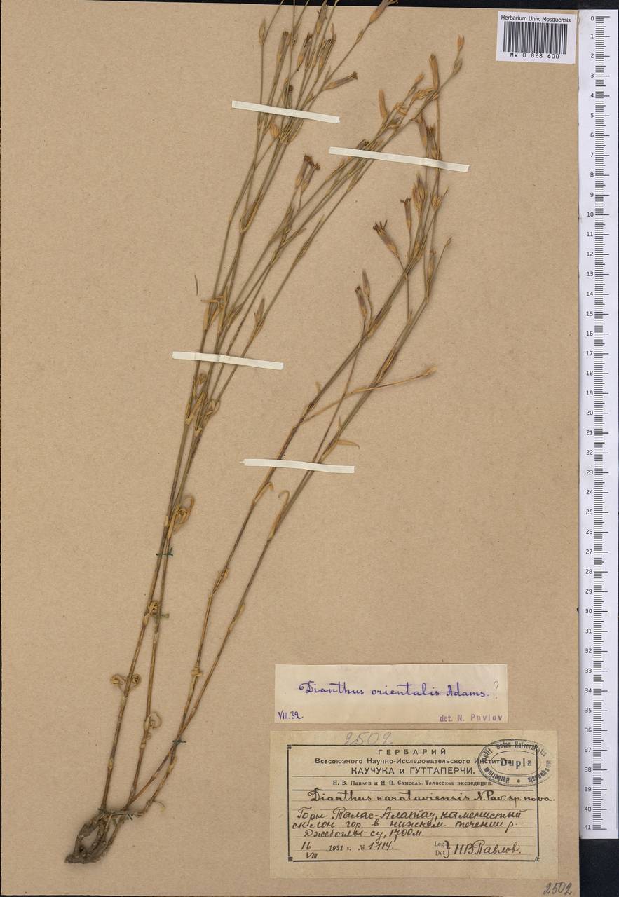 Dianthus orientalis, Middle Asia, Western Tian Shan & Karatau (M3) (Kazakhstan)