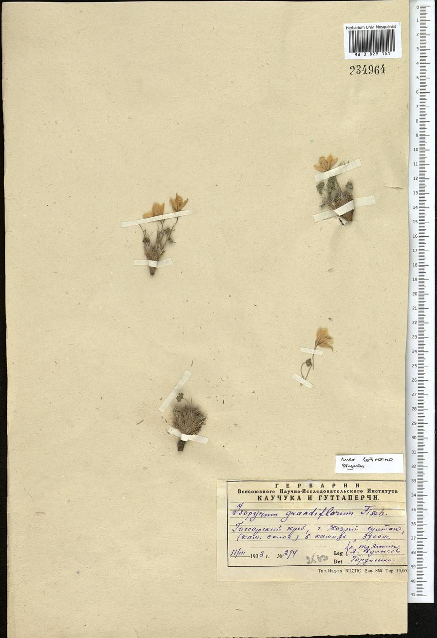 Paraquilegia anemonoides (Willd.) Engl. ex Ulbr., Middle Asia, Pamir & Pamiro-Alai (M2)