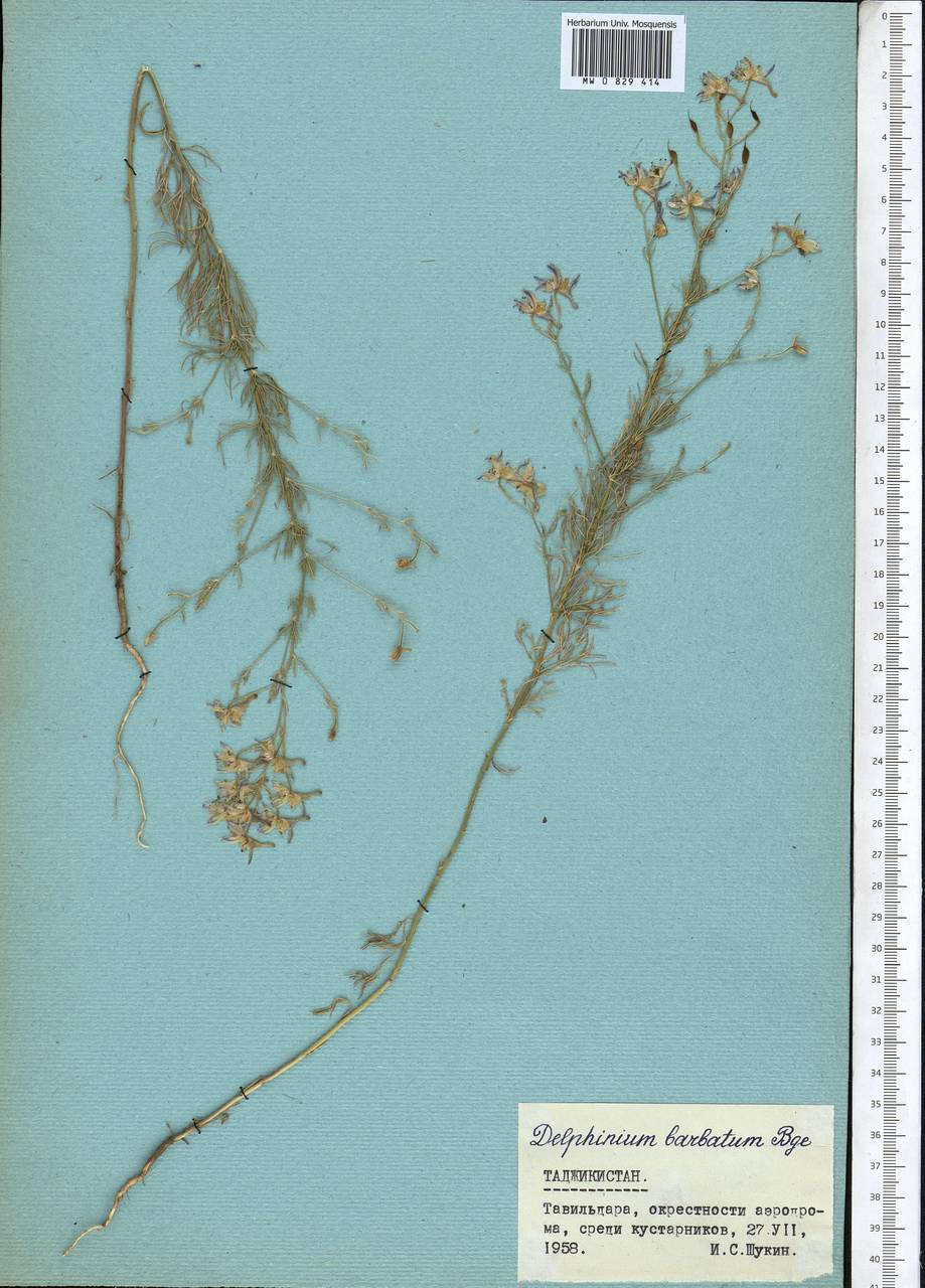Delphinium barbatum Bunge, Middle Asia, Pamir & Pamiro-Alai (M2) (Tajikistan)