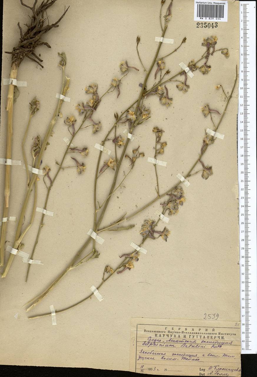 Delphinium batalinii Huth, Middle Asia, Pamir & Pamiro-Alai (M2) (Uzbekistan)
