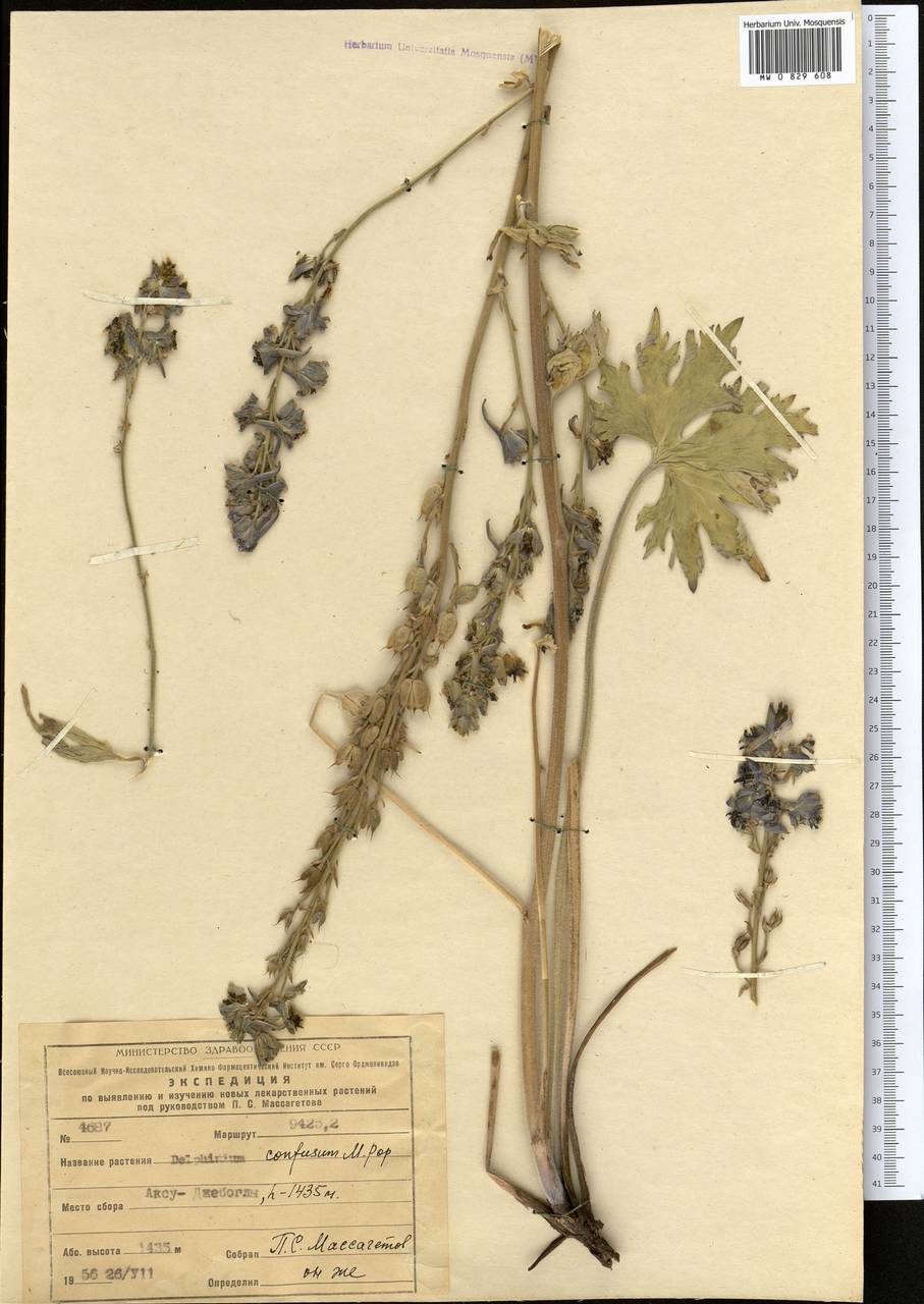 Delphinium confusum Popov, Middle Asia, Western Tian Shan & Karatau (M3) (Kazakhstan)