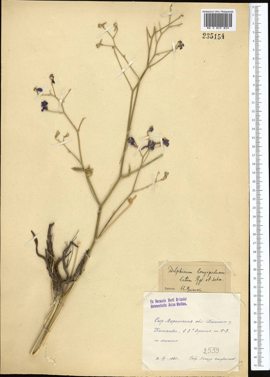 Delphinium longipedunculatum Regel & Schmalh., Middle Asia, Syr-Darian deserts & Kyzylkum (M7) (Kazakhstan)