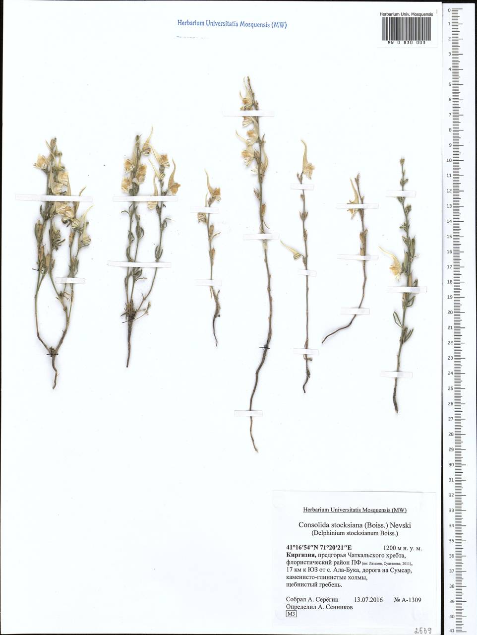 Consolida stocksiana (Boiss.) Nevski, Middle Asia, Western Tian Shan & Karatau (M3) (Kyrgyzstan)