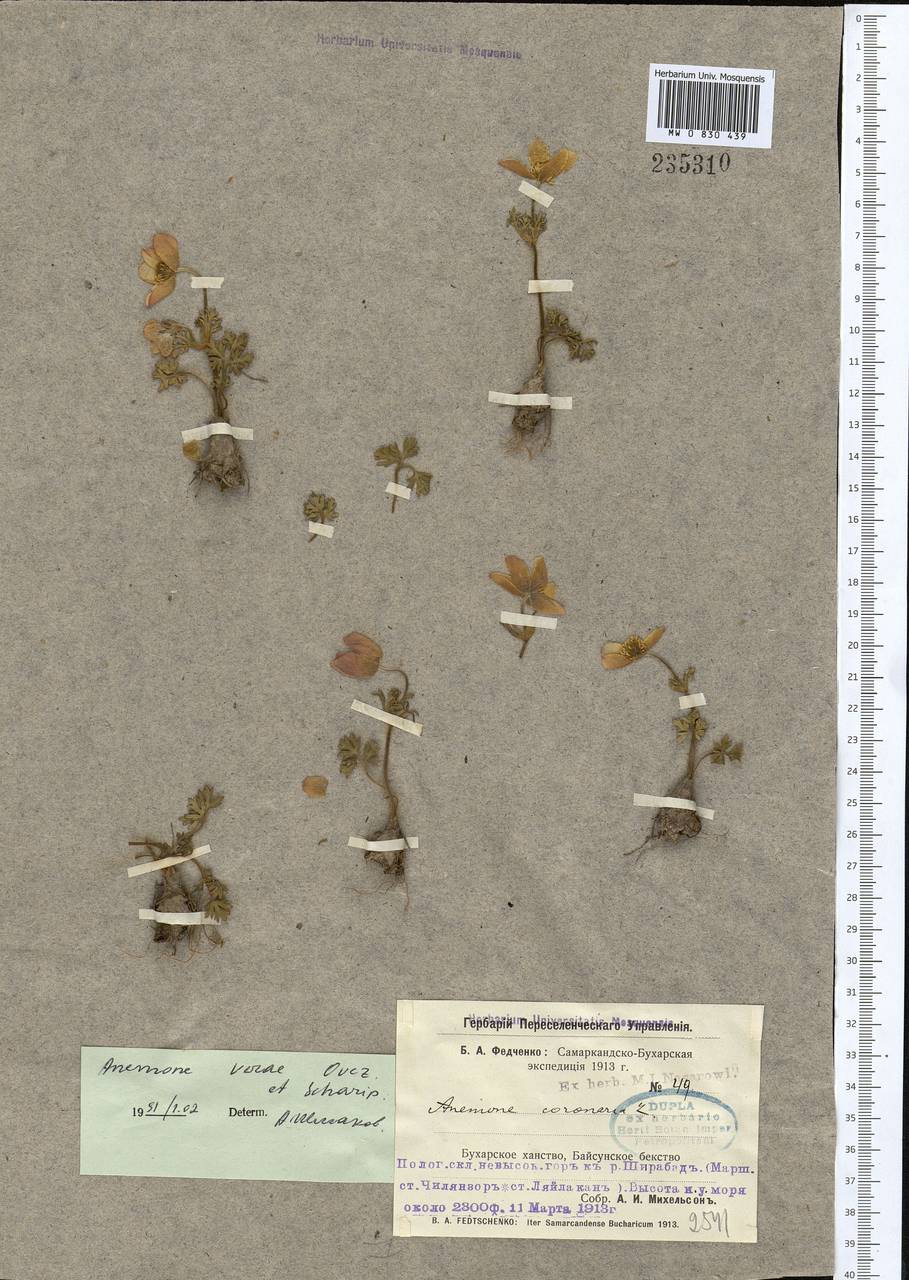 Anemone bucharica subsp. baissunensis (Juz.) Kamelin, Middle Asia, Pamir & Pamiro-Alai (M2) (Uzbekistan)