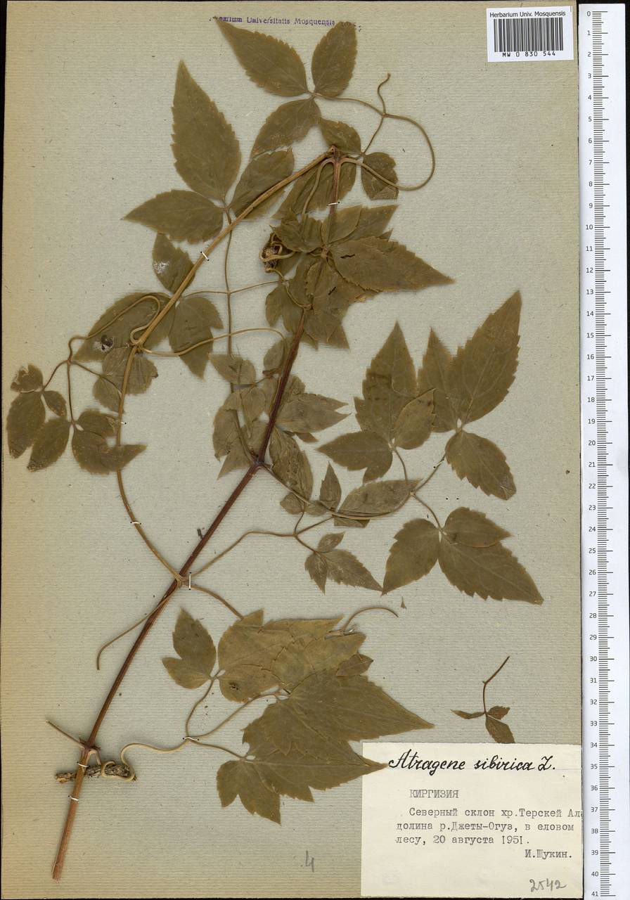 Clematis sibirica (L.) Mill., Middle Asia, Northern & Central Tian Shan (M4) (Kyrgyzstan)