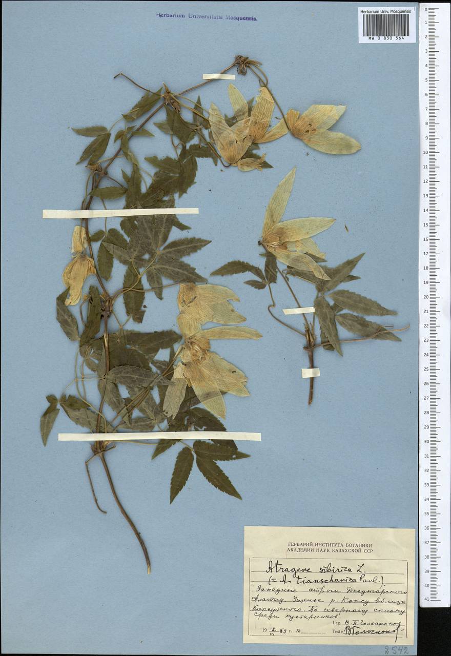 Clematis sibirica (L.) Mill., Middle Asia, Dzungarian Alatau & Tarbagatai (M5) (Kazakhstan)