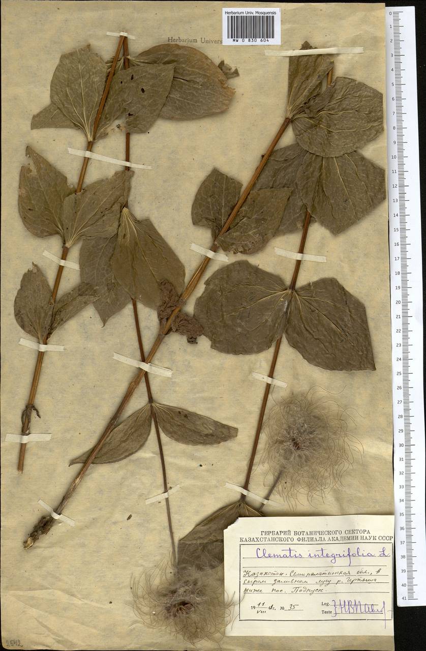 Clematis integrifolia L., Middle Asia, Muyunkumy, Balkhash & Betpak-Dala (M9) (Kazakhstan)