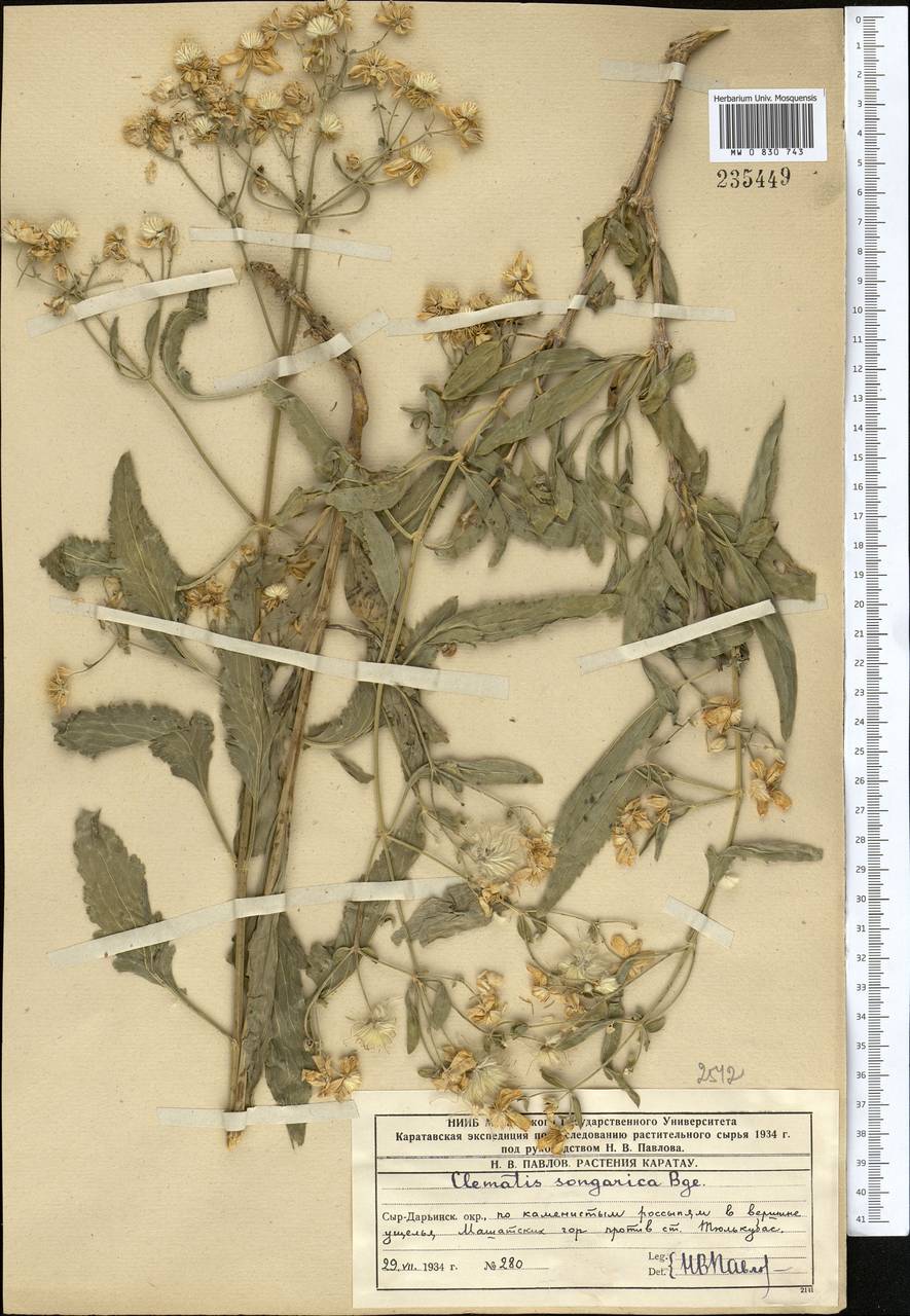 Clematis songarica Bunge, Middle Asia, Western Tian Shan & Karatau (M3) (Kazakhstan)