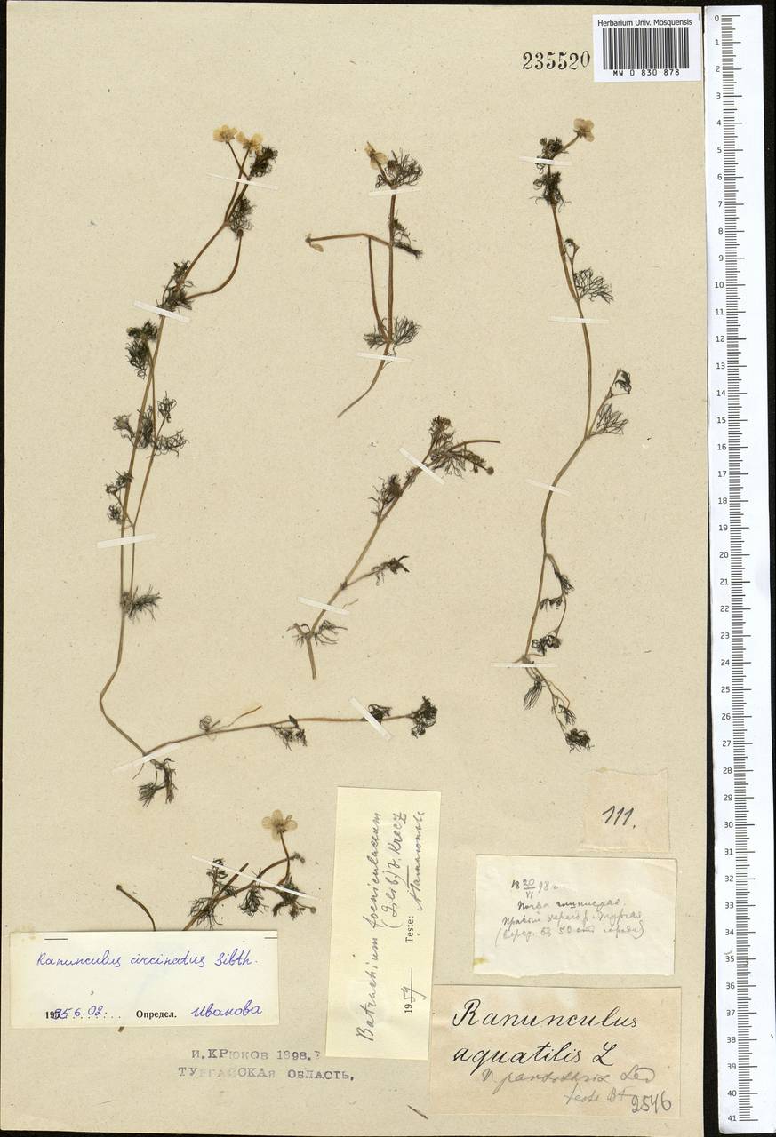 Ranunculus trichophyllus subsp. trichophyllus, Middle Asia, Northern & Central Kazakhstan (M10) (Kazakhstan)