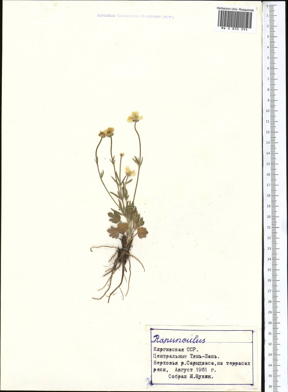 Ranunculus, Middle Asia, Northern & Central Tian Shan (M4) (Kyrgyzstan)