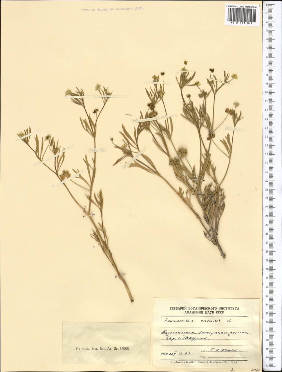 Ranunculus arvensis L., Middle Asia, Pamir & Pamiro-Alai (M2) (Tajikistan)