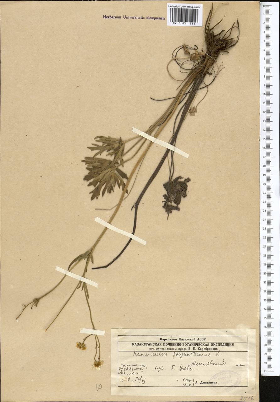 Ranunculus polyanthemos L., Middle Asia, Caspian Ustyurt & Northern Aralia (M8) (Kazakhstan)