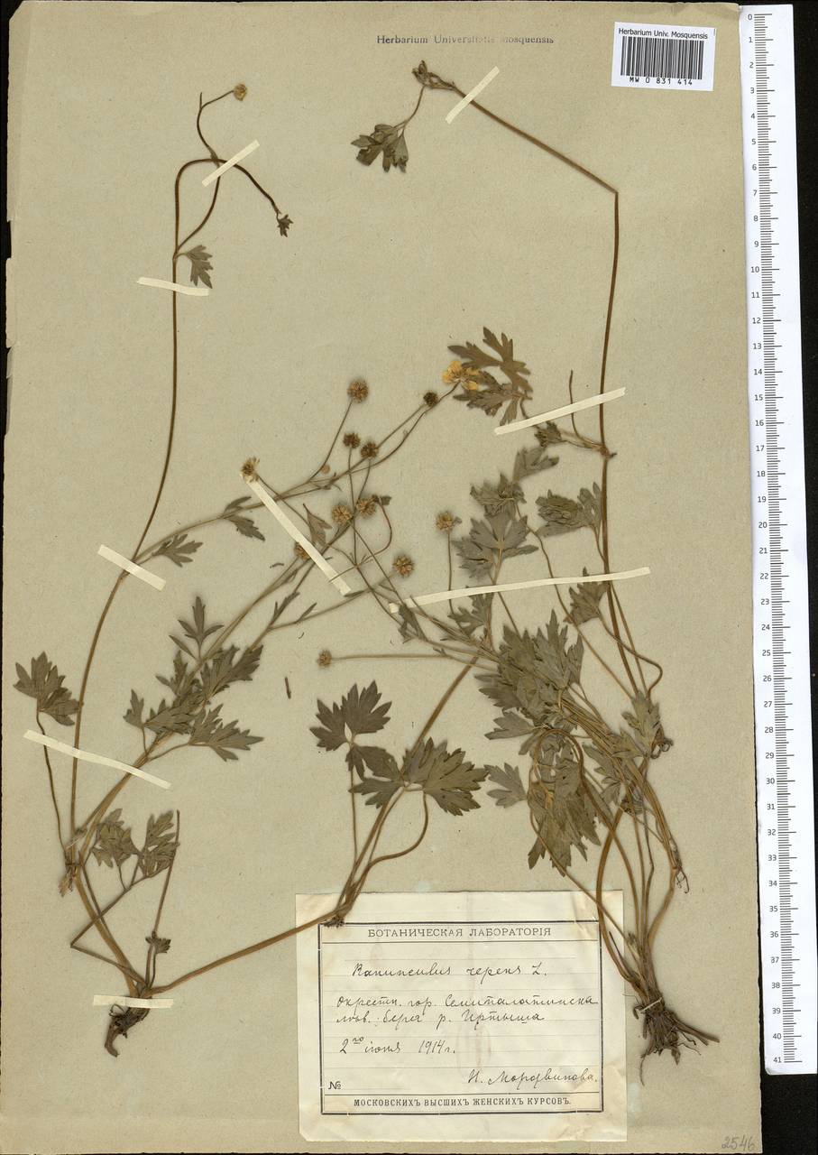 Ranunculus repens L., Middle Asia, Muyunkumy, Balkhash & Betpak-Dala (M9) (Kazakhstan)