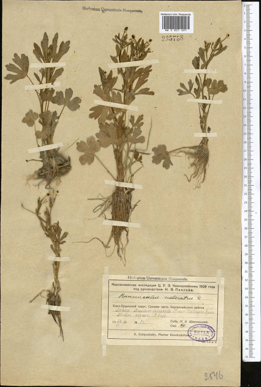 Ranunculus sceleratus L., Middle Asia, Muyunkumy, Balkhash & Betpak-Dala (M9) (Kazakhstan)