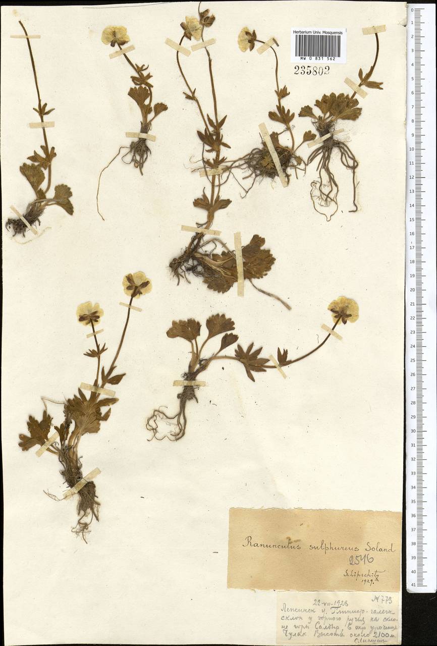 Ranunculus sulphureus, Middle Asia, Dzungarian Alatau & Tarbagatai (M5) (Kazakhstan)
