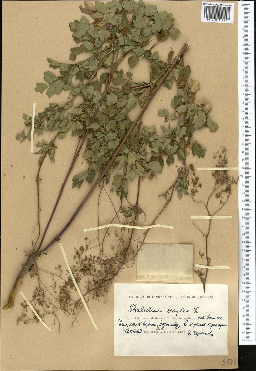 Thalictrum simplex L., Middle Asia, Caspian Ustyurt & Northern Aralia (M8) (Kazakhstan)