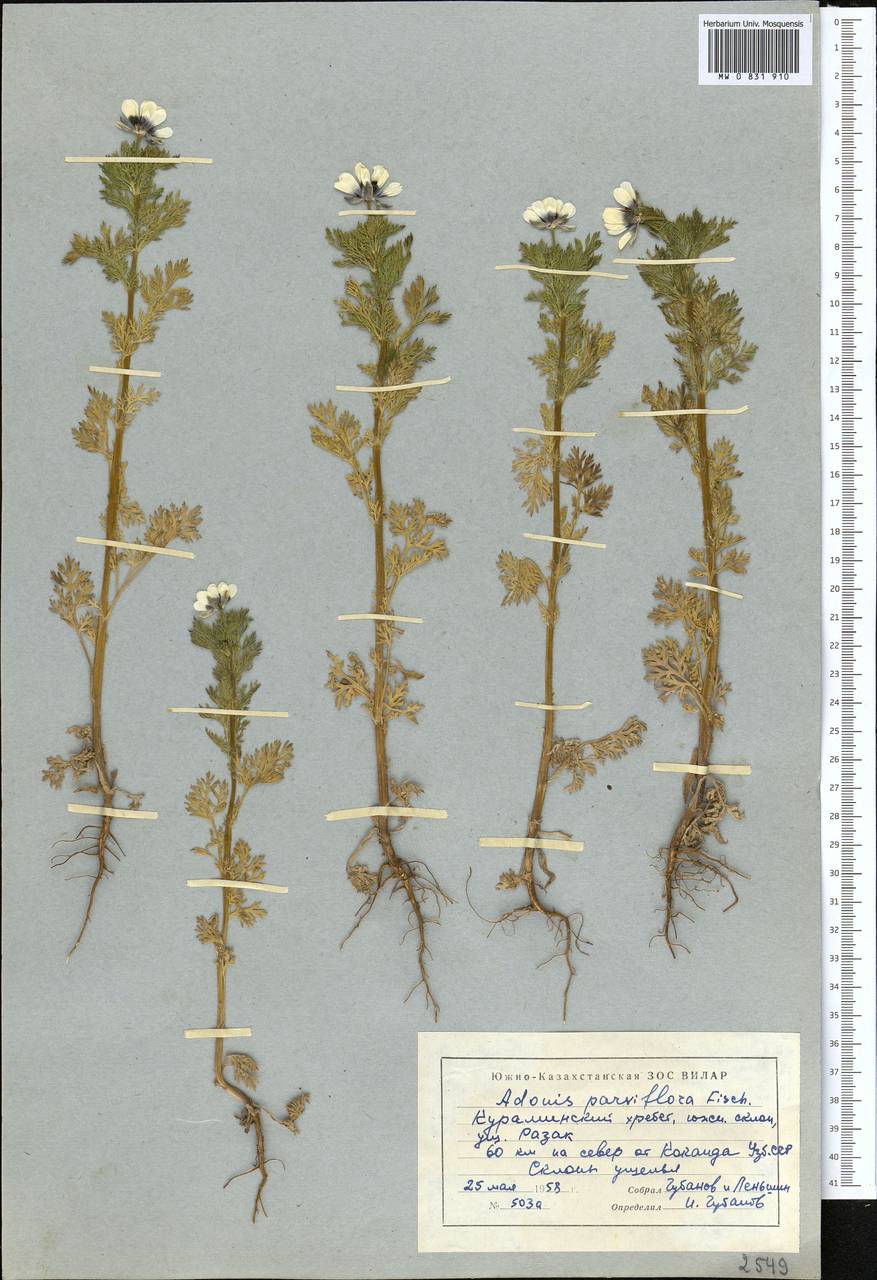 Adonis vernalis L., Middle Asia, Western Tian Shan & Karatau (M3) (Uzbekistan)