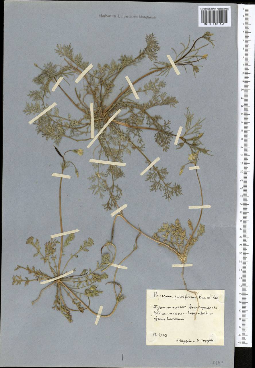 Hypecoum parviflorum Kar. & Kir., Middle Asia, Karakum (M6) (Turkmenistan)