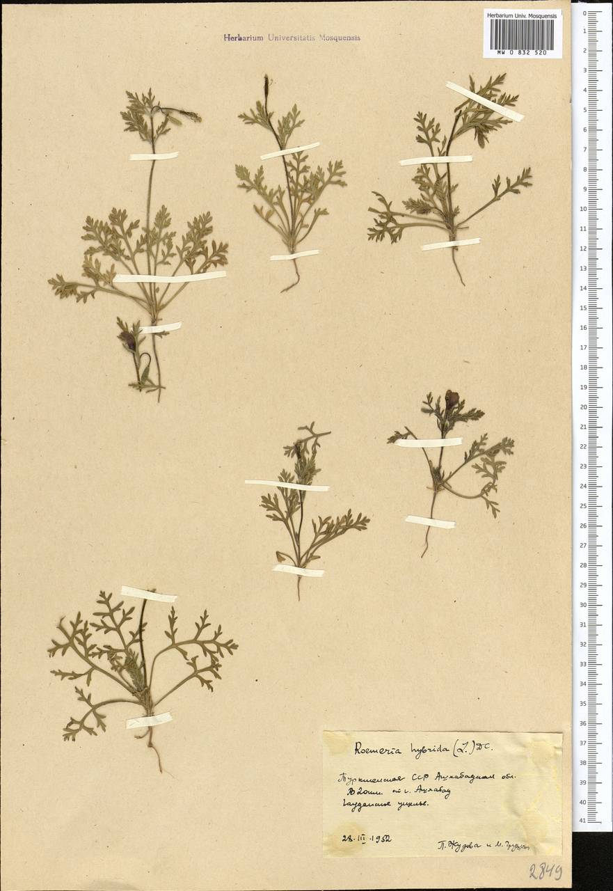 Roemeria hybrida (L.) DC., Middle Asia, Kopet Dag, Badkhyz, Small & Great Balkhan (M1) (Turkmenistan)