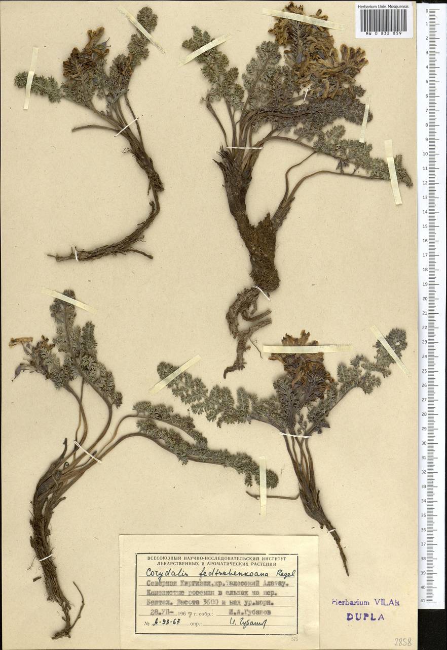 Corydalis fedtschenkoana Regel, Middle Asia, Western Tian Shan & Karatau (M3) (Kyrgyzstan)