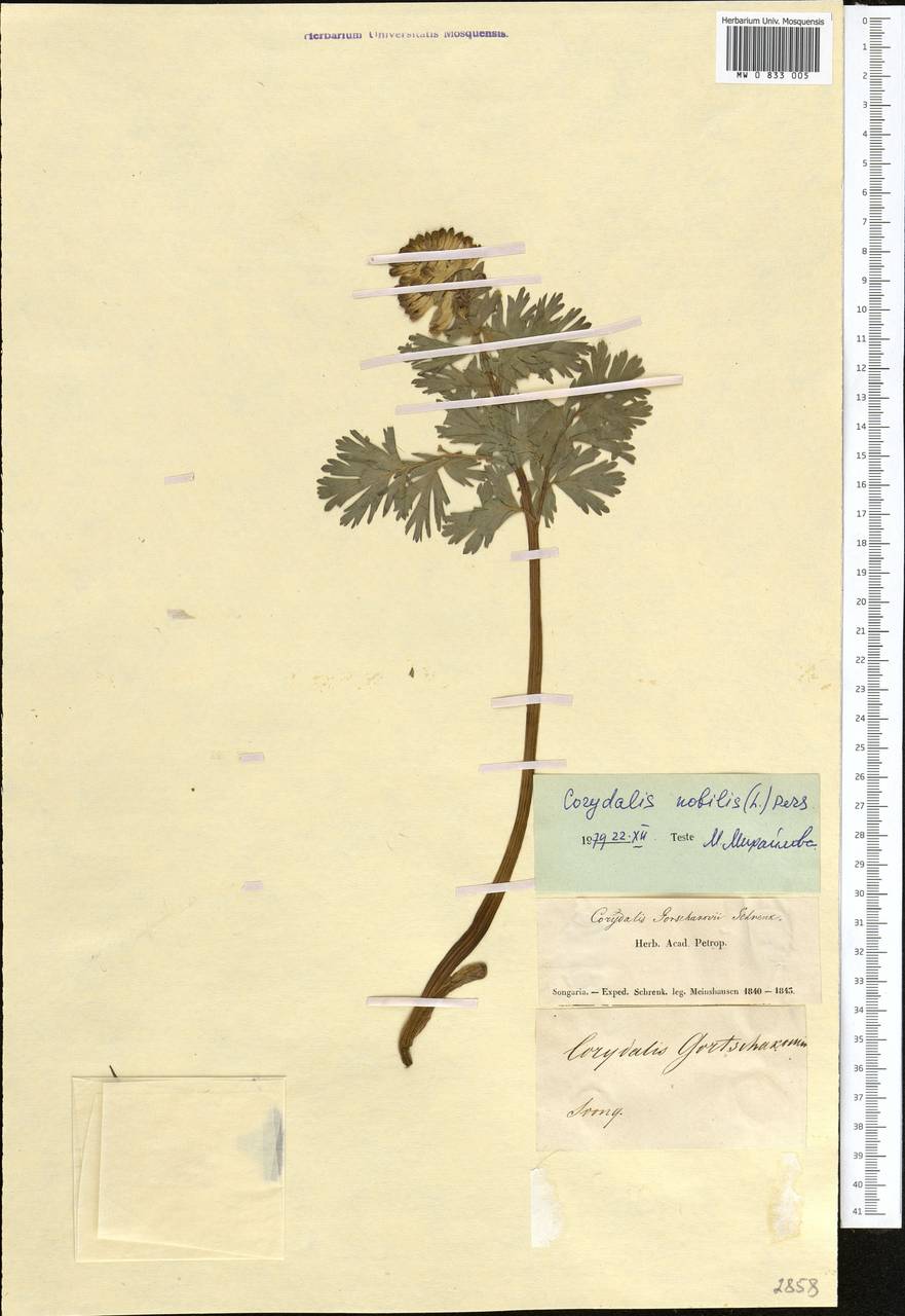 Corydalis nobilis (L.) Pers., Middle Asia, Muyunkumy, Balkhash & Betpak-Dala (M9) (Kazakhstan)