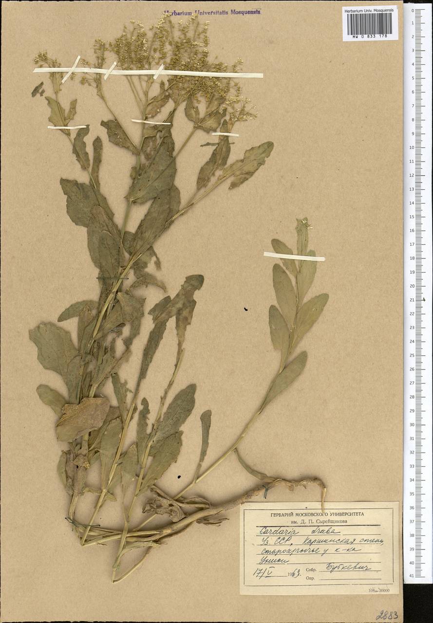 Lepidium draba L., Middle Asia, Syr-Darian deserts & Kyzylkum (M7) (Uzbekistan)