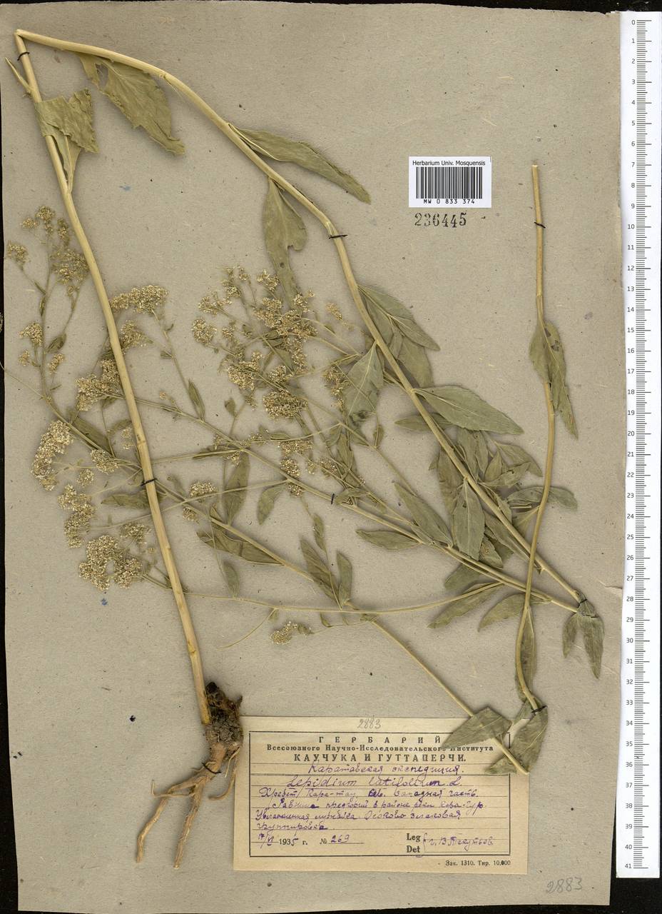 Lepidium latifolium L., Middle Asia, Western Tian Shan & Karatau (M3) (Kazakhstan)