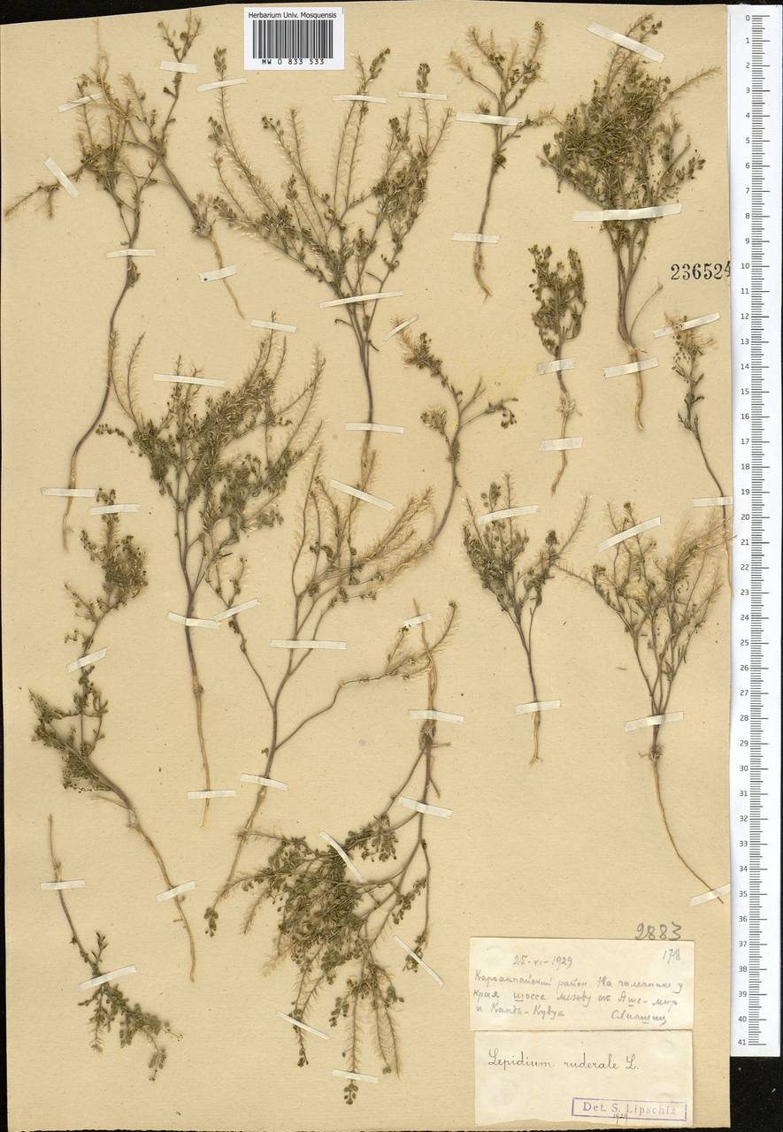 Lepidium ruderale L., Middle Asia, Muyunkumy, Balkhash & Betpak-Dala (M9) (Kazakhstan)