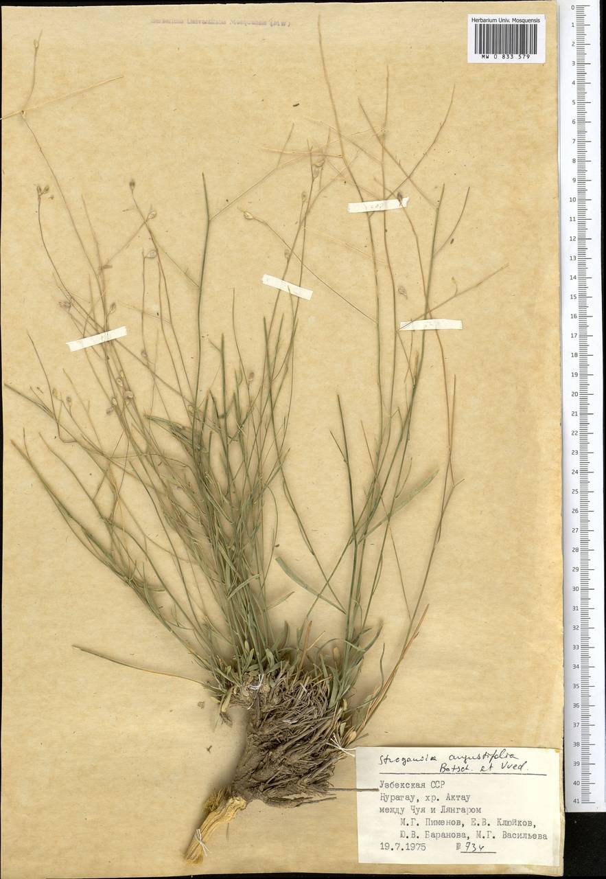 Lepidium botschantsevianum Al-Shehbaz, Middle Asia, Pamir & Pamiro-Alai (M2) (Uzbekistan)