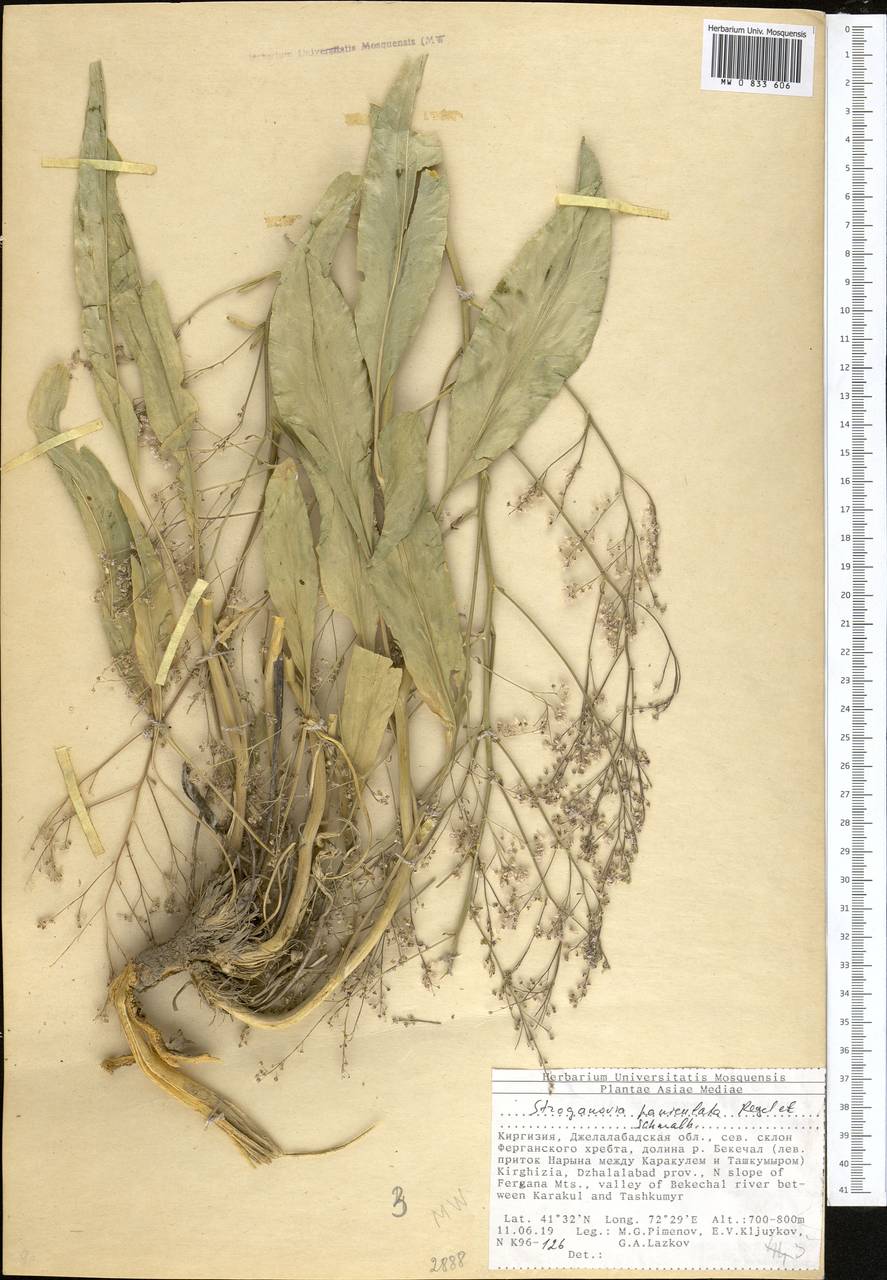 Lepidium paniculatum (Regel & Schmalh.) Al-Shehbaz, Middle Asia, Western Tian Shan & Karatau (M3) (Kyrgyzstan)