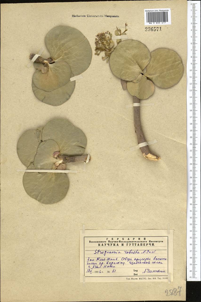 Lepidium robustum (Pavlov) Al-Shehbaz, Middle Asia, Western Tian Shan & Karatau (M3) (Kazakhstan)