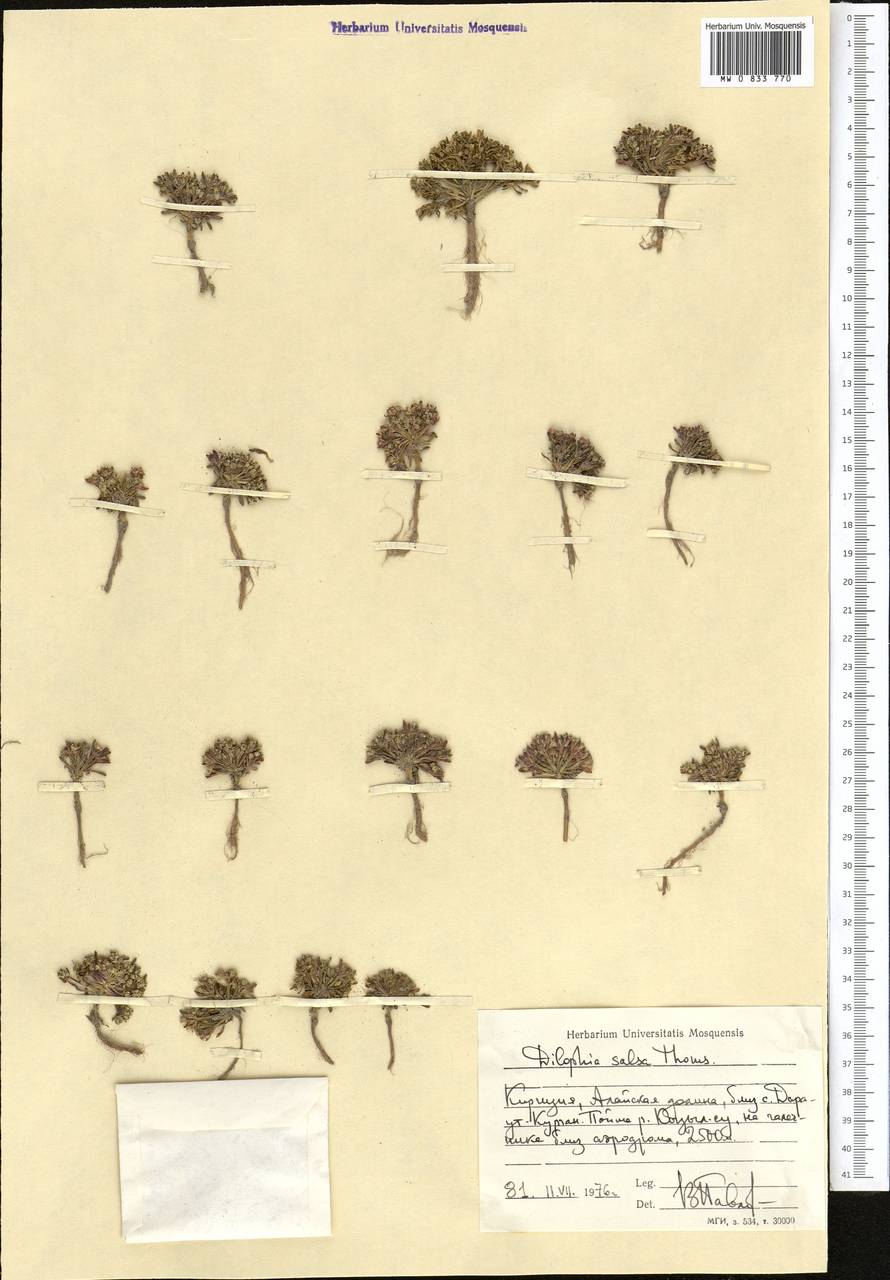 Dilophia salsa Thomson, Middle Asia, Pamir & Pamiro-Alai (M2) (Kyrgyzstan)