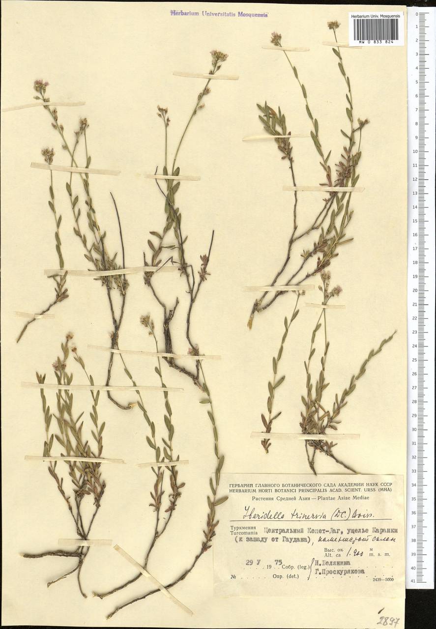 Noccaea trinervia (DC.) Steud., Middle Asia, Kopet Dag, Badkhyz, Small & Great Balkhan (M1) (Turkmenistan)