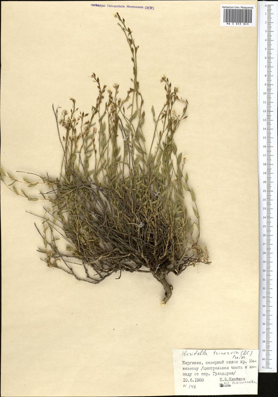 Noccaea trinervia (DC.) Steud., Middle Asia, Northern & Central Tian Shan (M4) (Kyrgyzstan)