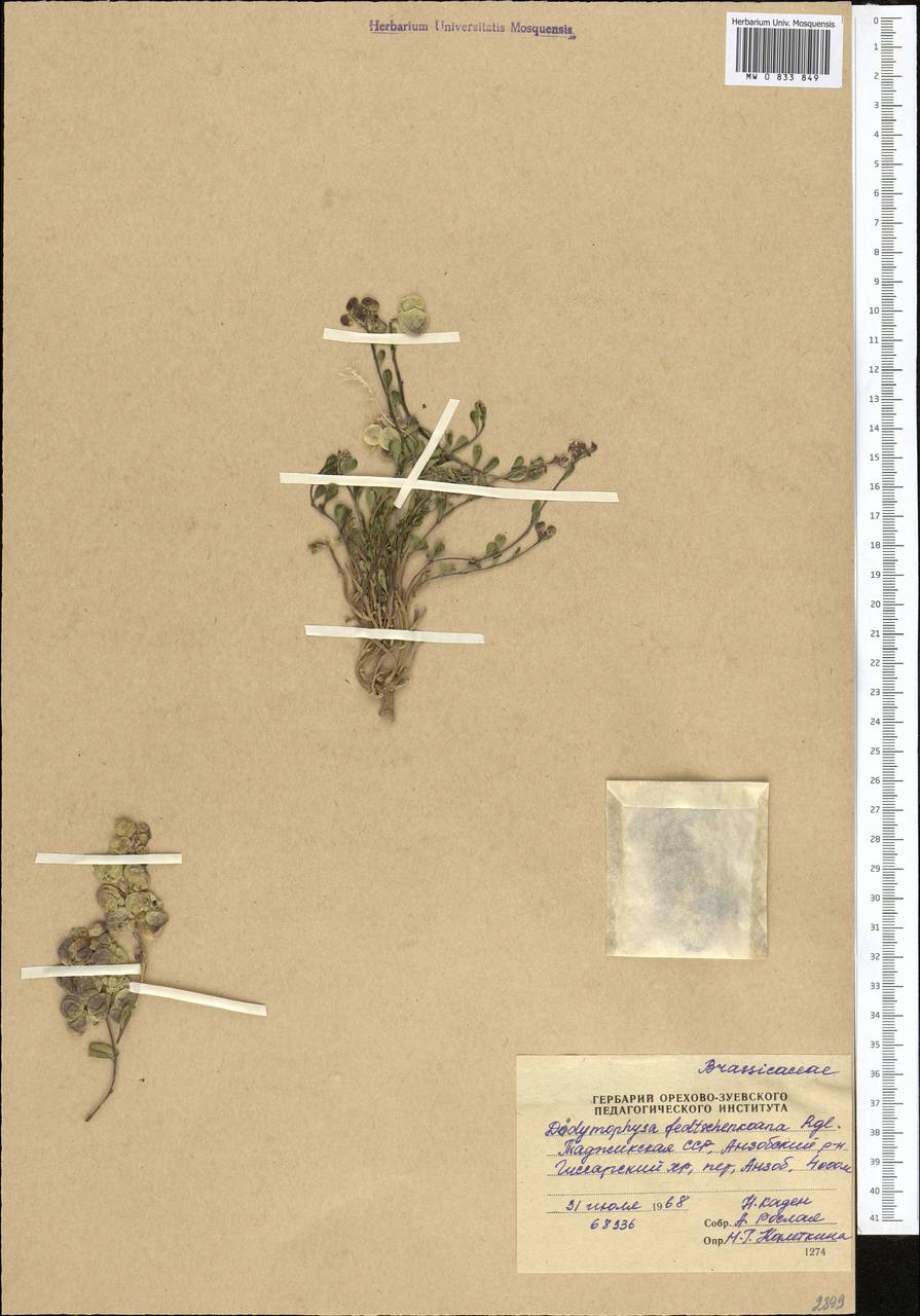 Didymophysa fedtschenkoana Regel, Middle Asia, Pamir & Pamiro-Alai (M2) (Tajikistan)