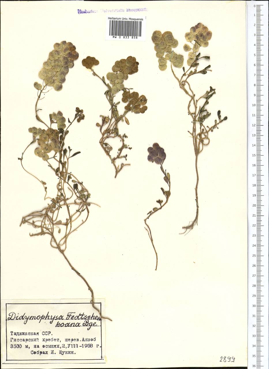 Didymophysa fedtschenkoana Regel, Middle Asia, Pamir & Pamiro-Alai (M2) (Tajikistan)