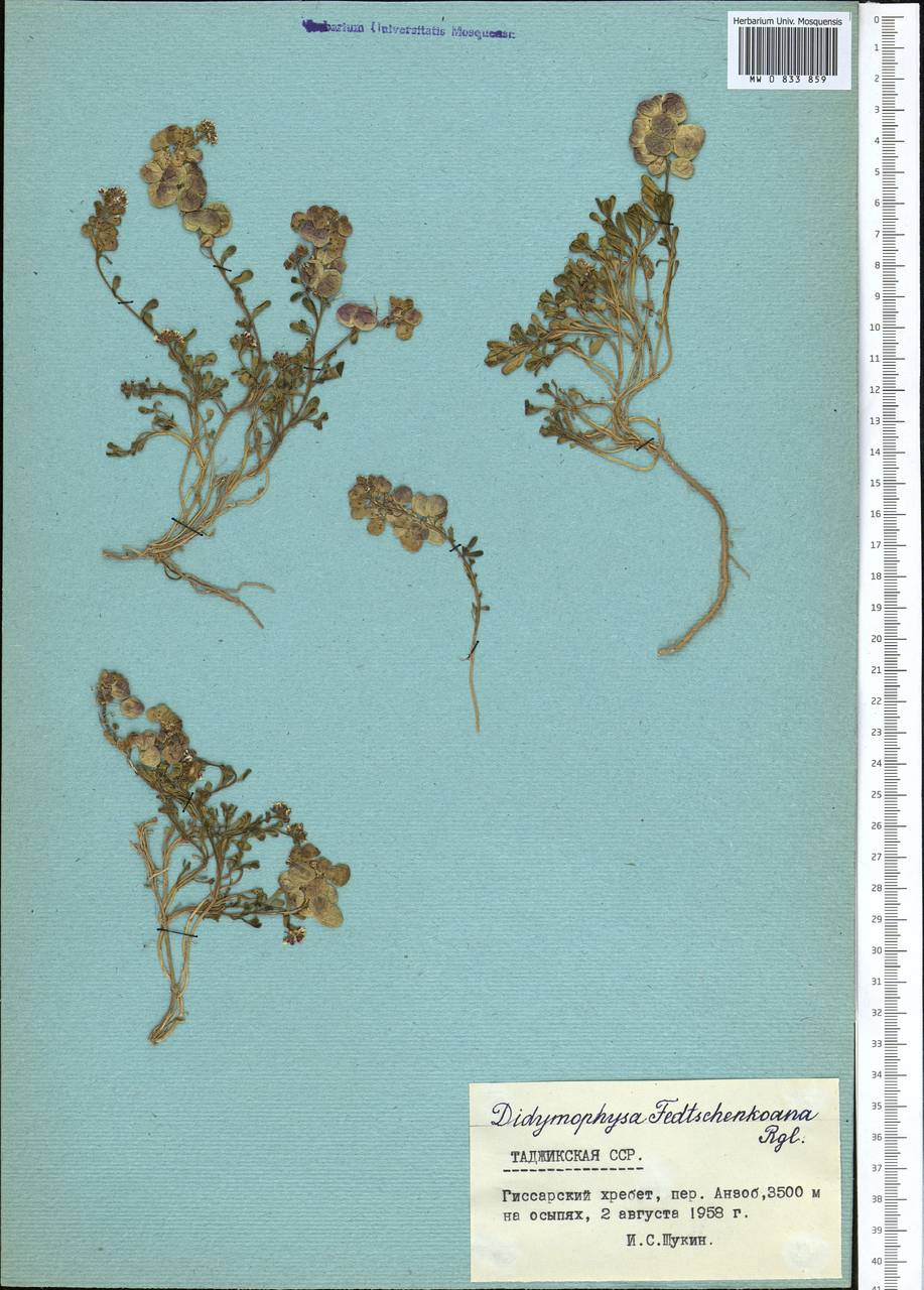 Didymophysa fedtschenkoana Regel, Middle Asia, Pamir & Pamiro-Alai (M2) (Tajikistan)