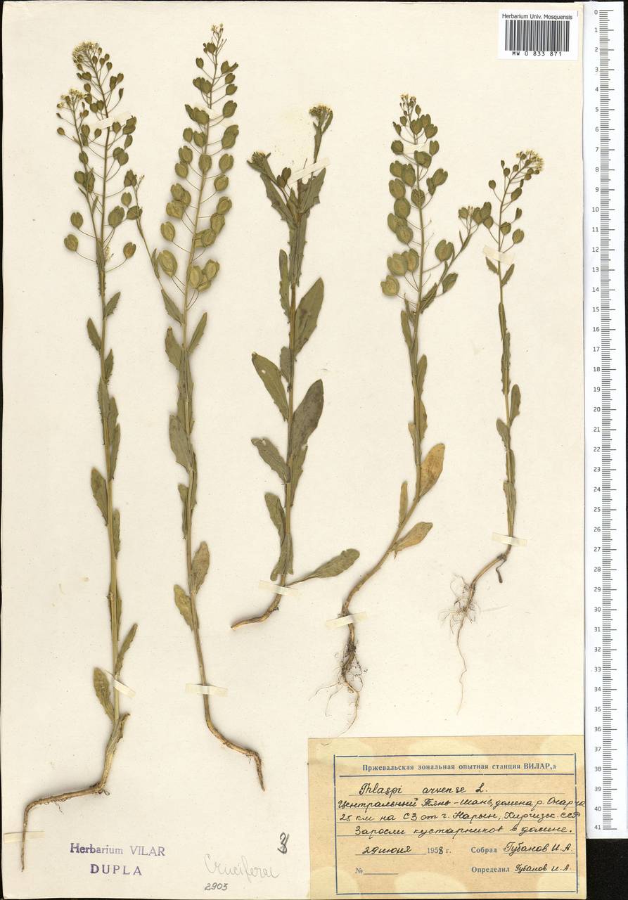 Thlaspi arvense L., Middle Asia, Northern & Central Tian Shan (M4) (Kyrgyzstan)