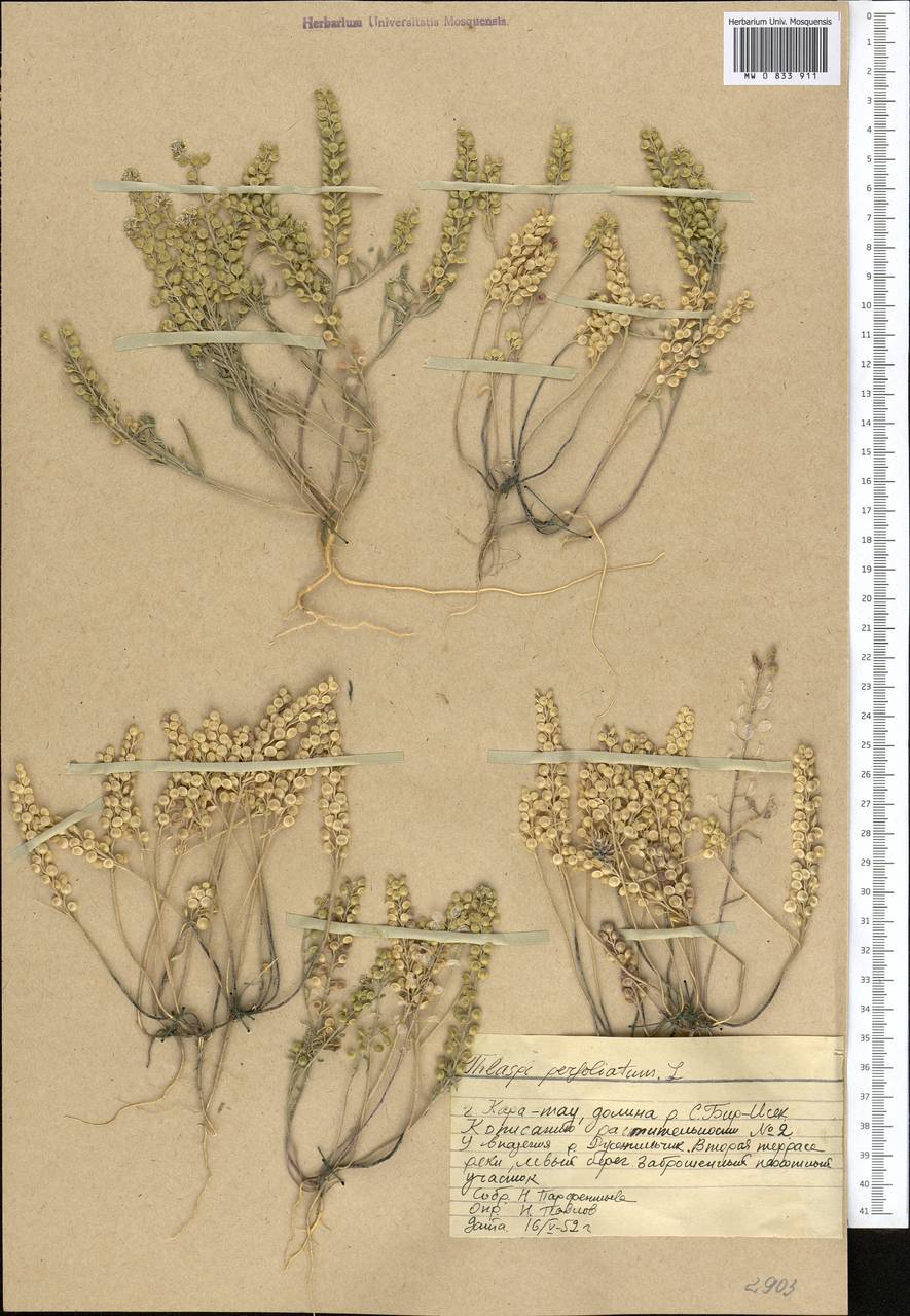 Noccaea perfoliata (L.) Al-Shehbaz, Middle Asia, Western Tian Shan & Karatau (M3) (Kazakhstan)