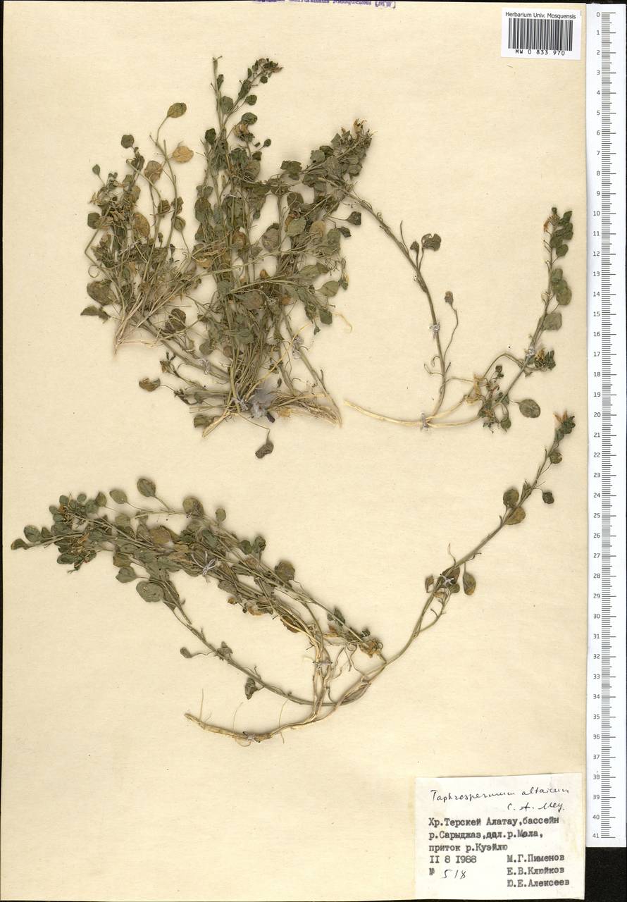Eutrema altaicum (C.A. Mey.) Al-Shehbaz & S.I. Warwick, Middle Asia, Northern & Central Tian Shan (M4) (Kyrgyzstan)