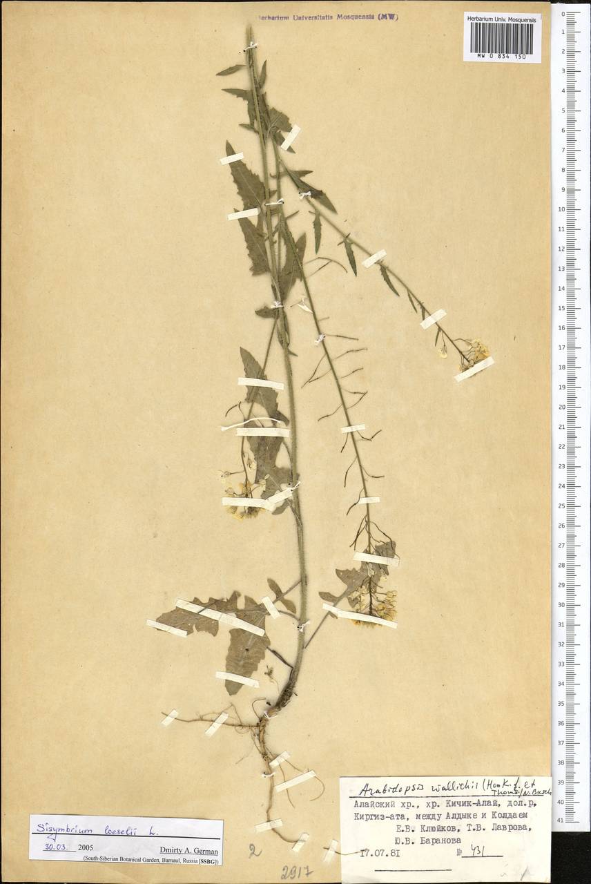 Sisymbrium loeselii L., Middle Asia, Pamir & Pamiro-Alai (M2) (Kyrgyzstan)