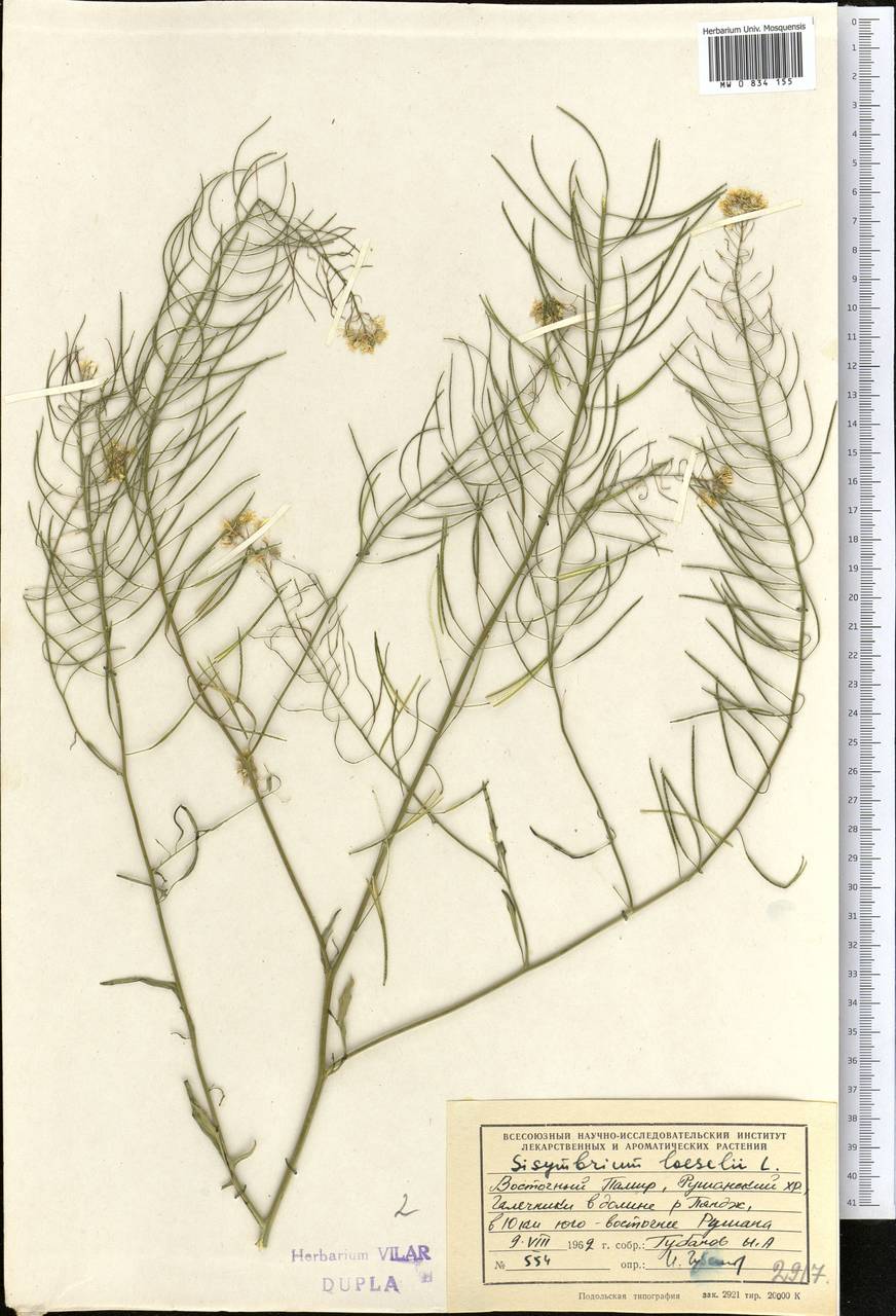 Sisymbrium loeselii L., Middle Asia, Pamir & Pamiro-Alai (M2) (Tajikistan)