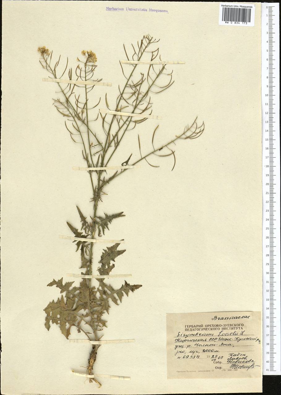 Sisymbrium loeselii L., Middle Asia, Northern & Central Tian Shan (M4) (Kyrgyzstan)