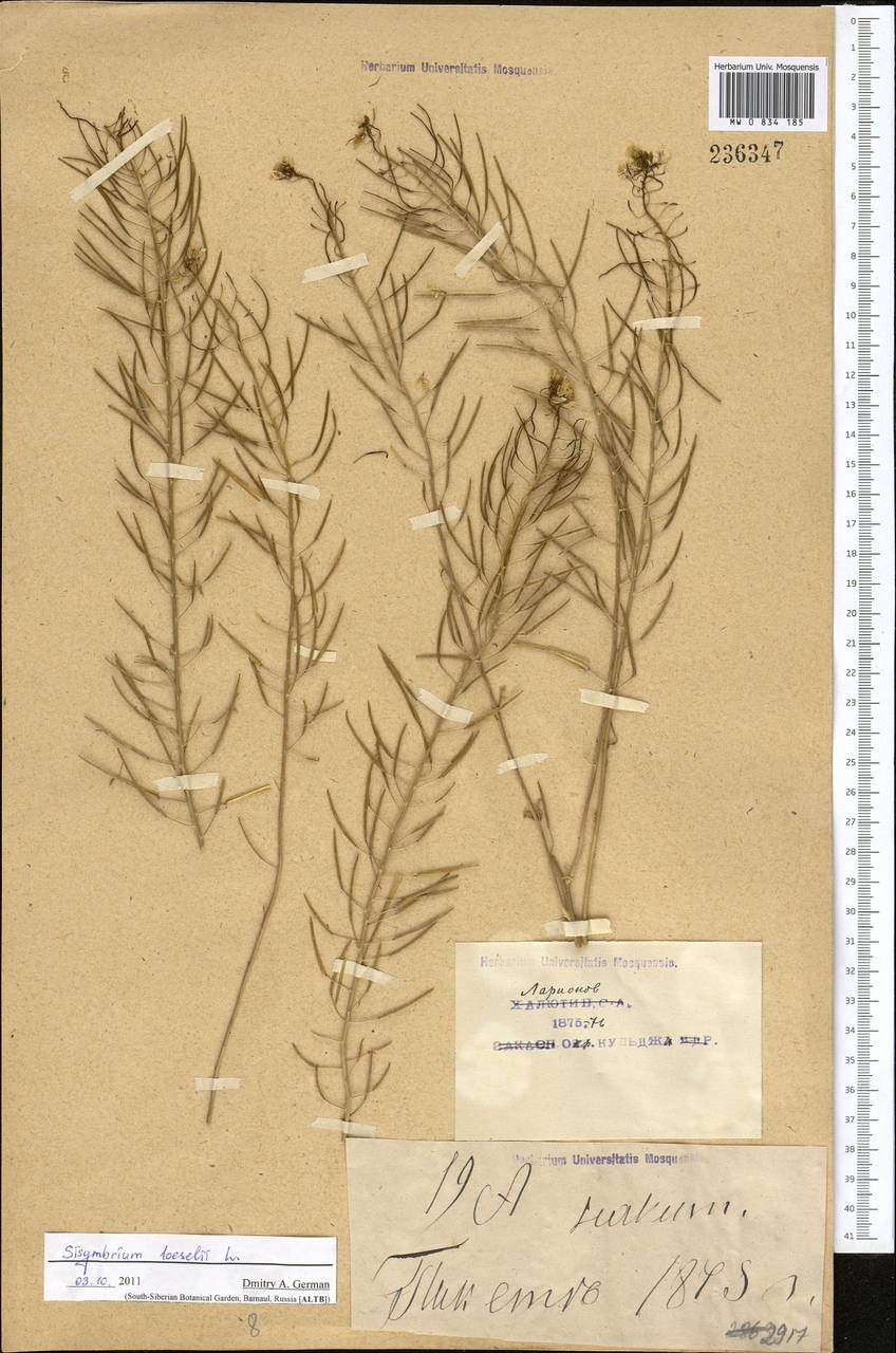 Sisymbrium loeselii L., Middle Asia, Caspian Ustyurt & Northern Aralia (M8) (Kazakhstan)