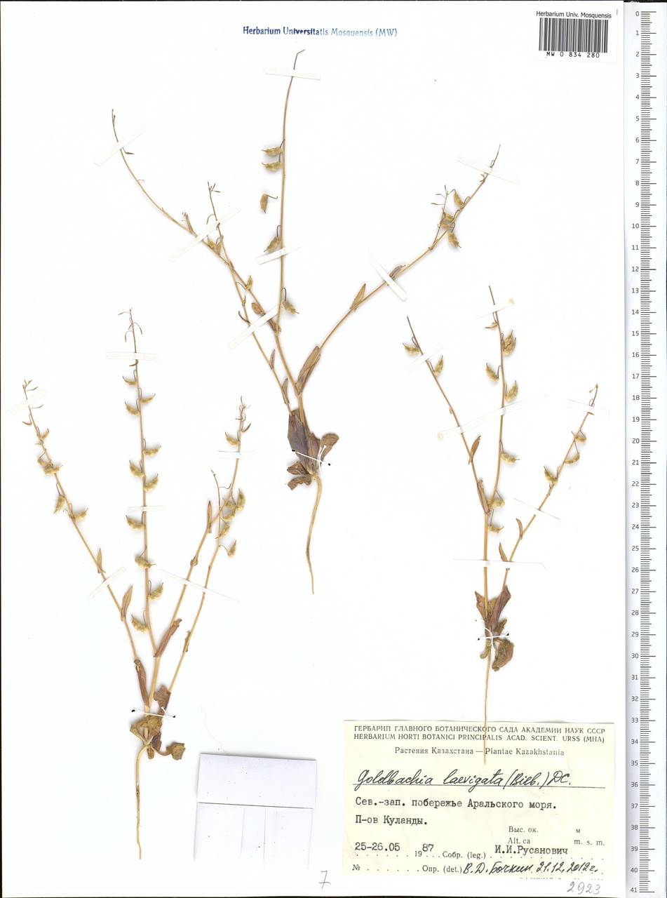 Goldbachia laevigata (M. Bieb.) DC., Middle Asia, Syr-Darian deserts & Kyzylkum (M7) (Kazakhstan)