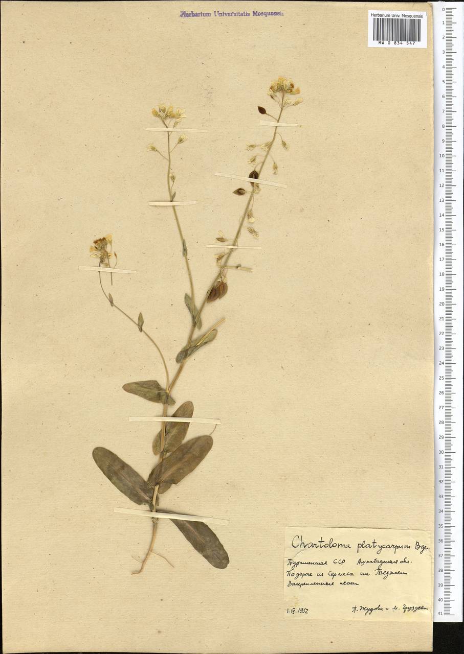 Chartoloma platycarpum (Bunge) Bunge, Middle Asia, Karakum (M6) (Turkmenistan)