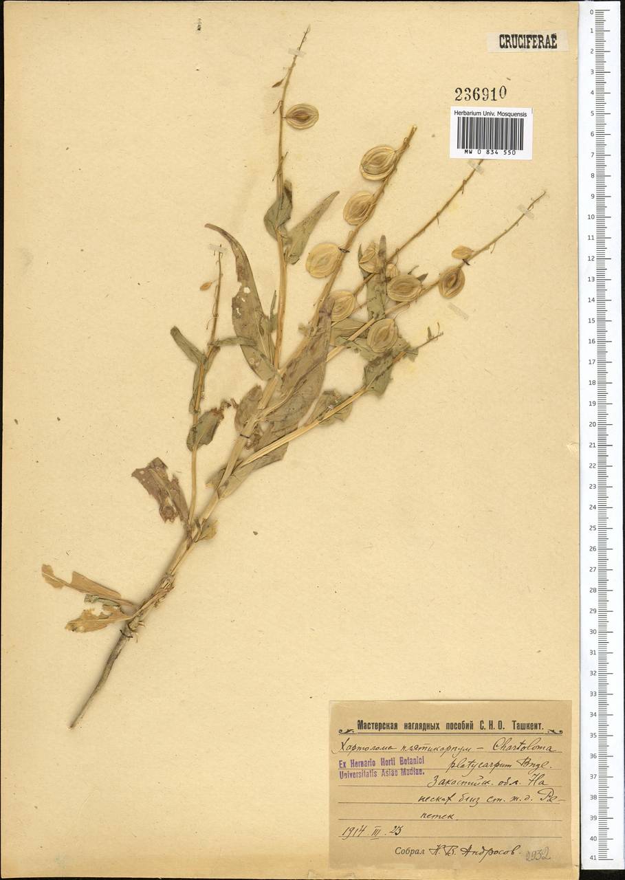Chartoloma platycarpum (Bunge) Bunge, Middle Asia, Karakum (M6) (Turkmenistan)