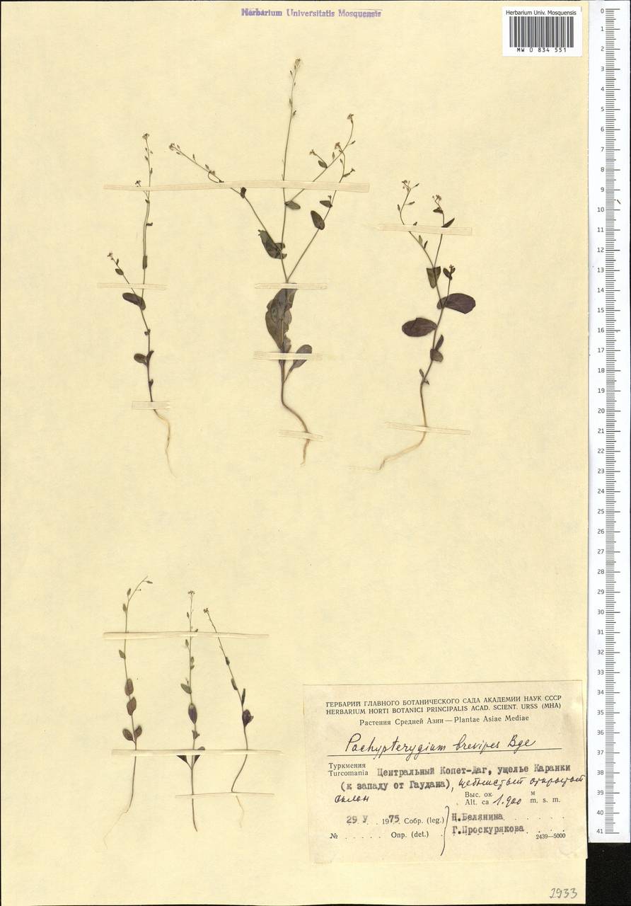 Isatis brevipes (Bunge) Jafri, Middle Asia, Kopet Dag, Badkhyz, Small & Great Balkhan (M1) (Turkmenistan)