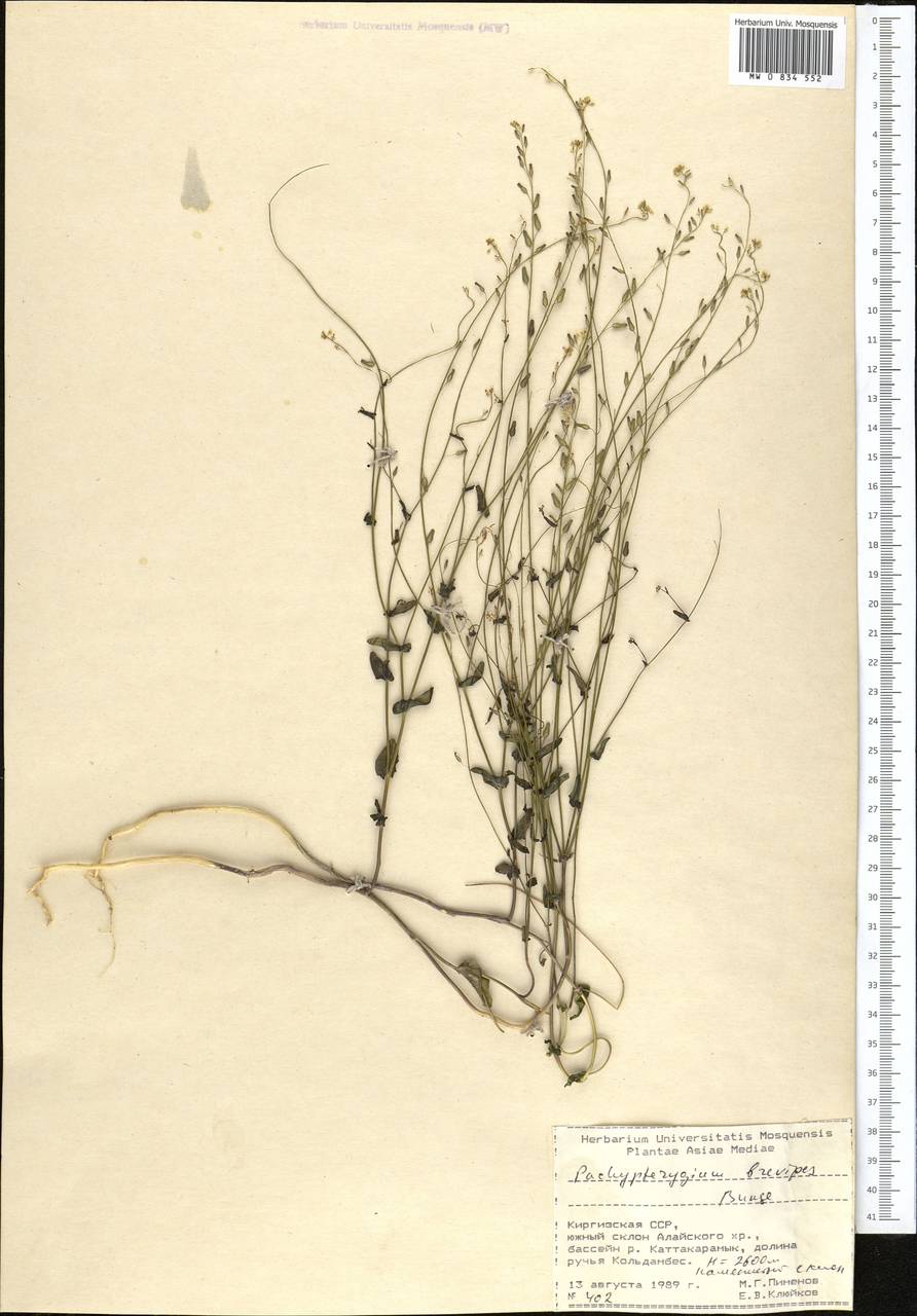 Isatis brevipes (Bunge) Jafri, Middle Asia, Pamir & Pamiro-Alai (M2) (Kyrgyzstan)