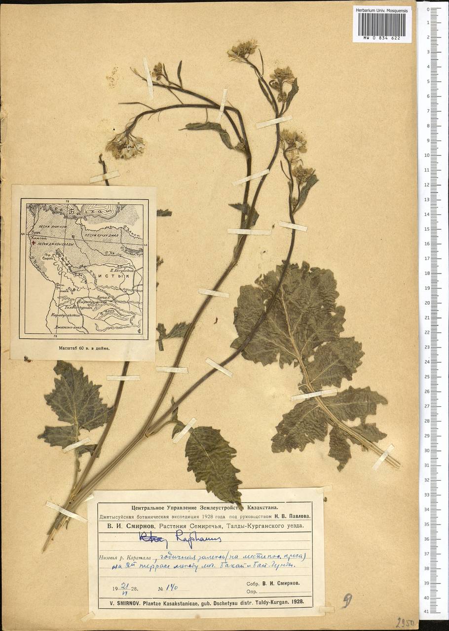 Brassica, Middle Asia, Muyunkumy, Balkhash & Betpak-Dala (M9) (Kazakhstan)